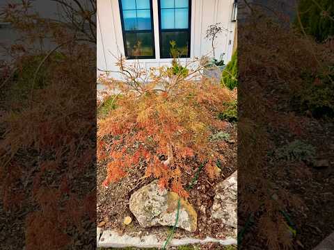 Waterfall Japanese maple fall colors #zone8b