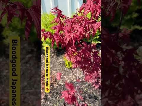 Bloodgood Japanese Maple #japanesemaple #zone8b
