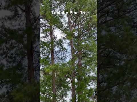 Loblolly Pine Tree | Mature Tree