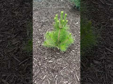 Acer palmatum 'Mikawa yatsubusa' | Pinus thunbergii thunderhead | Cedrus atlantica 'Glauca"