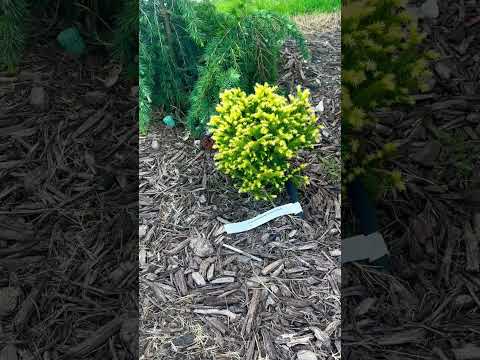 Cedrus deodara 'Devinely Blue' | Cryptomeria Japonica Golden Promise | #zone8b | -#claysoil