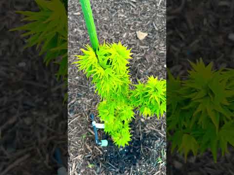 Acer palmatum 'Mikawa yatsubusa' | Pinus thunbergii thunderhead | Cedrus atlantica 'Glauca"