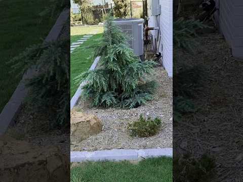 The 'Divinely Blue' Deodar Cedar #northtexasgardening
