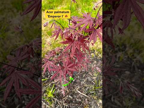 Acer palmatum ‘Emperor I’Japanese Maple 🍁 #emperor #zone8b