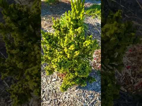 Black Dragon Cryptomeria Japanese Cedar #zone8 #coniferforsouth #cedar for Texas