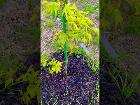 Acer palmatum 'Ryusen' Japanese Maple #zone8b