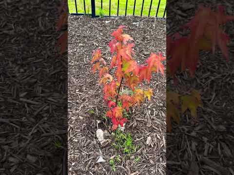 #mrmaple #hotblonde #japanesemaple #zone8b #rap