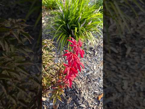 Japanese maple in Texas summer - twombly's red sentinel maple