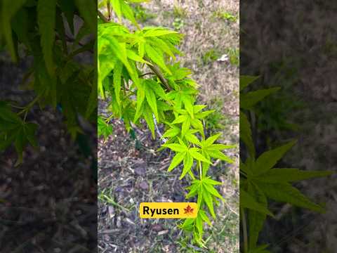 Acer palmatum 'Ryusen' Japanese Maple 🍁 #zone8b #claysoil