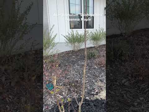 Acer palmatum ‘Shishigashira’ Japanese Maple | Zone 8B | Spring 2024