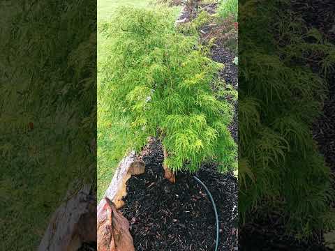 Acer palmatum waterfall #northtexasgardening #summertime