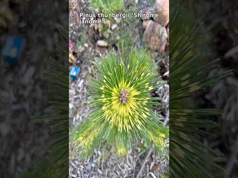 Small Yard Privacy Tree 🌲 Shirome Janome Pine #gardentips