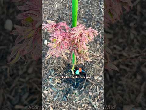 Acer palmatum 'Geisha Gone Wild' Japanese Maple #shorts #japanesemaple #zengarden #gardning #spring