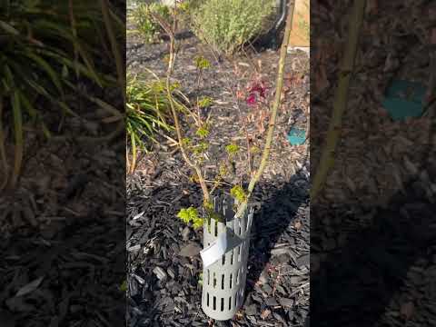 Acer palmatum 'Shishigashira' Lion's Head Japanese Maple, Zone 8B, March 2024