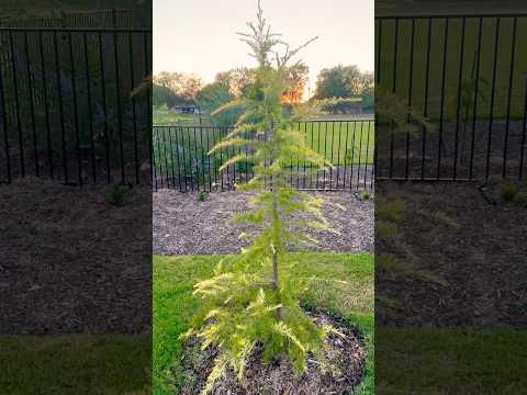 Cedrus deodara 'Aurea' | Cedrus deodara 'Karl Fuchs' #goldendeodarcedar #Karlfuchs #dream