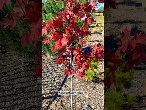Autumn Blaze® Maple, Thunderhead Japanese Black pine #fall2025 #garden