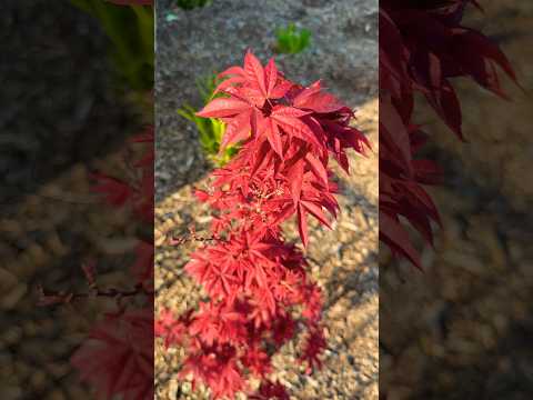 Japanese maple in spring, Twombly's Red Sentinel, Acer japonicum 'Mai kujaku', Strawberry Spring