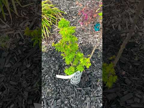 Shishigashira Japanese Maple | Spring 2024 | Zone 8B | clay soil | Full Sun #mrmaple