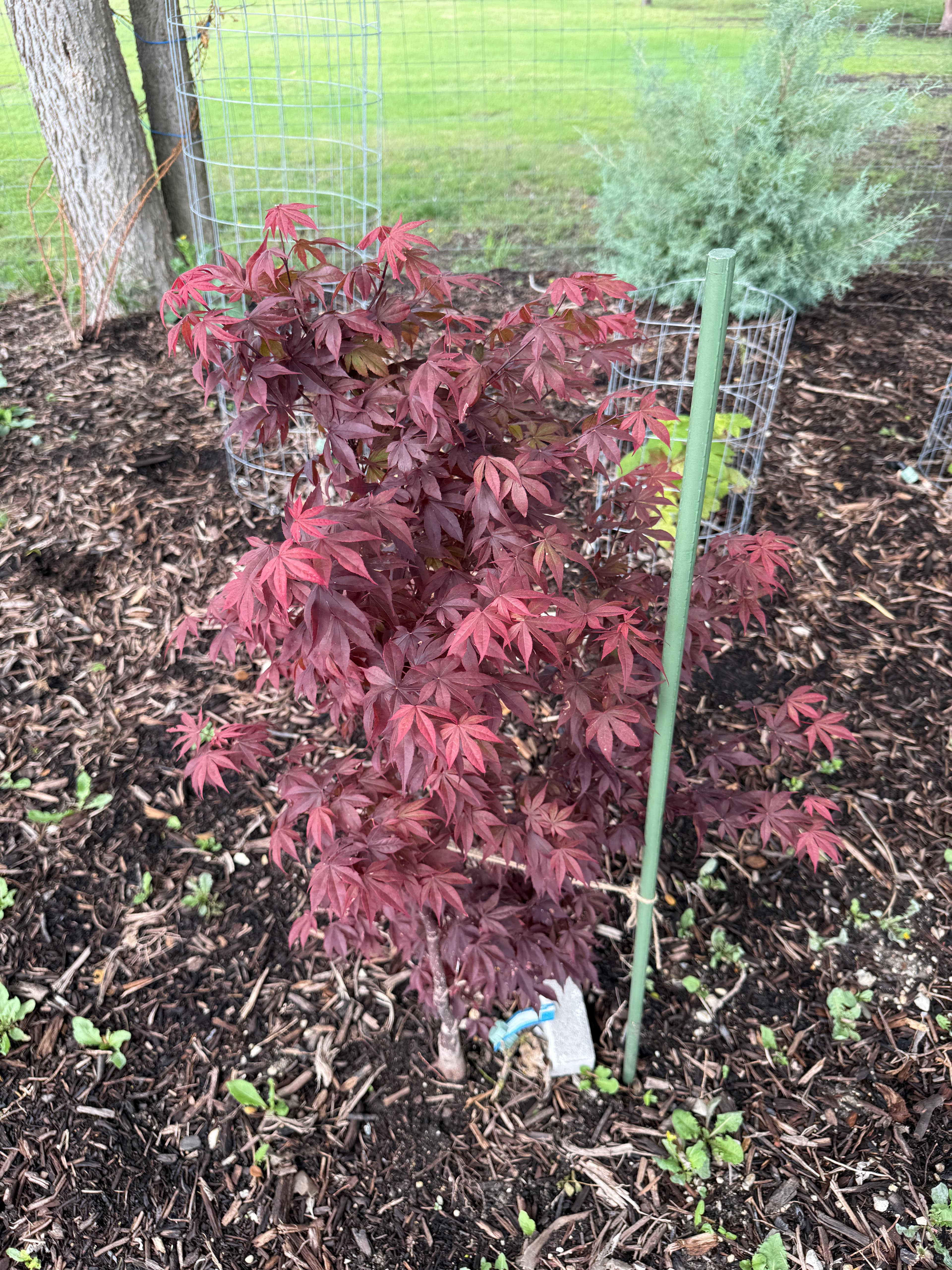 Acer palmatum 'Bloodgood' in Blackland clay, Lucas TX