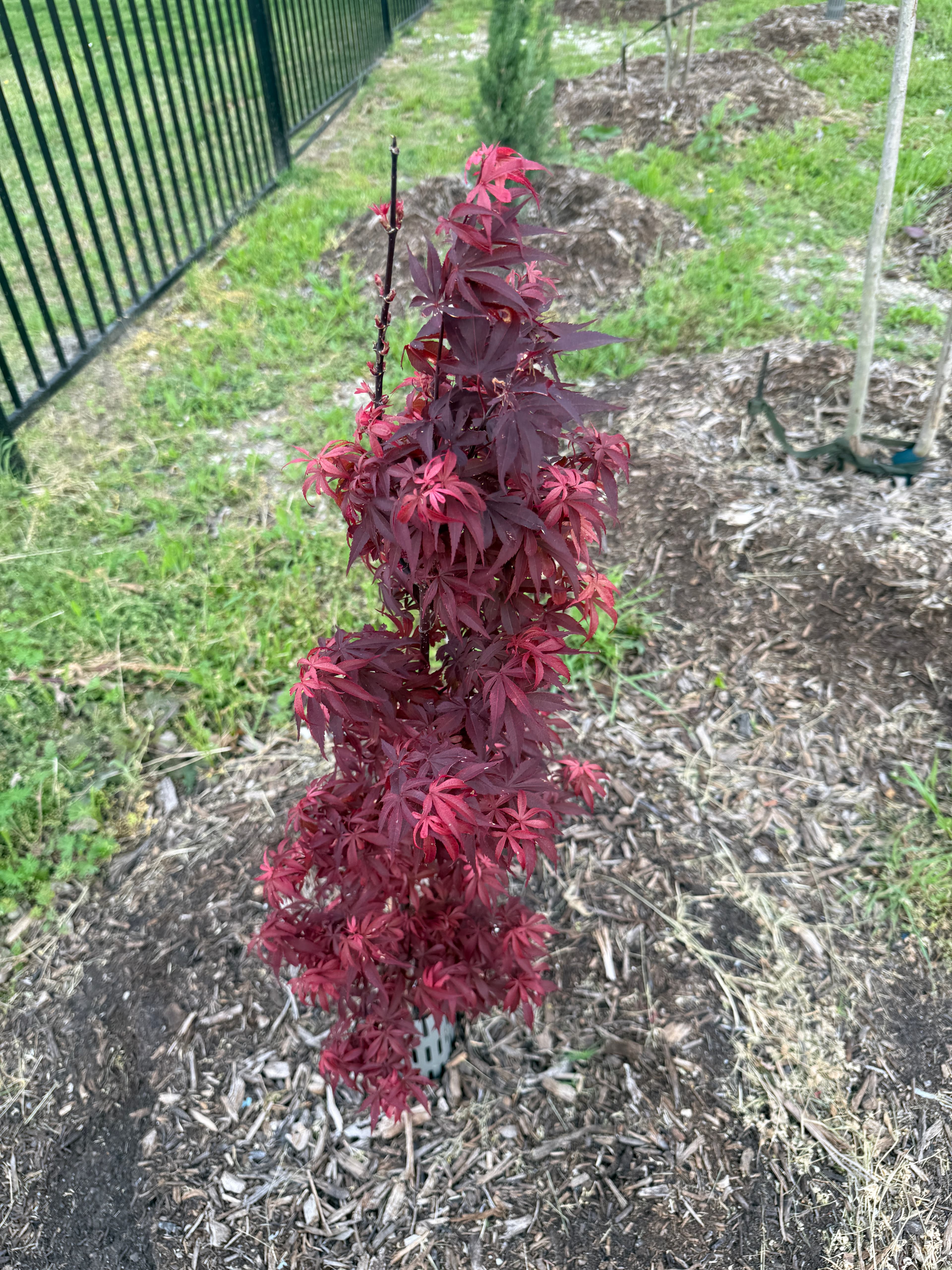Skeeter's Broom