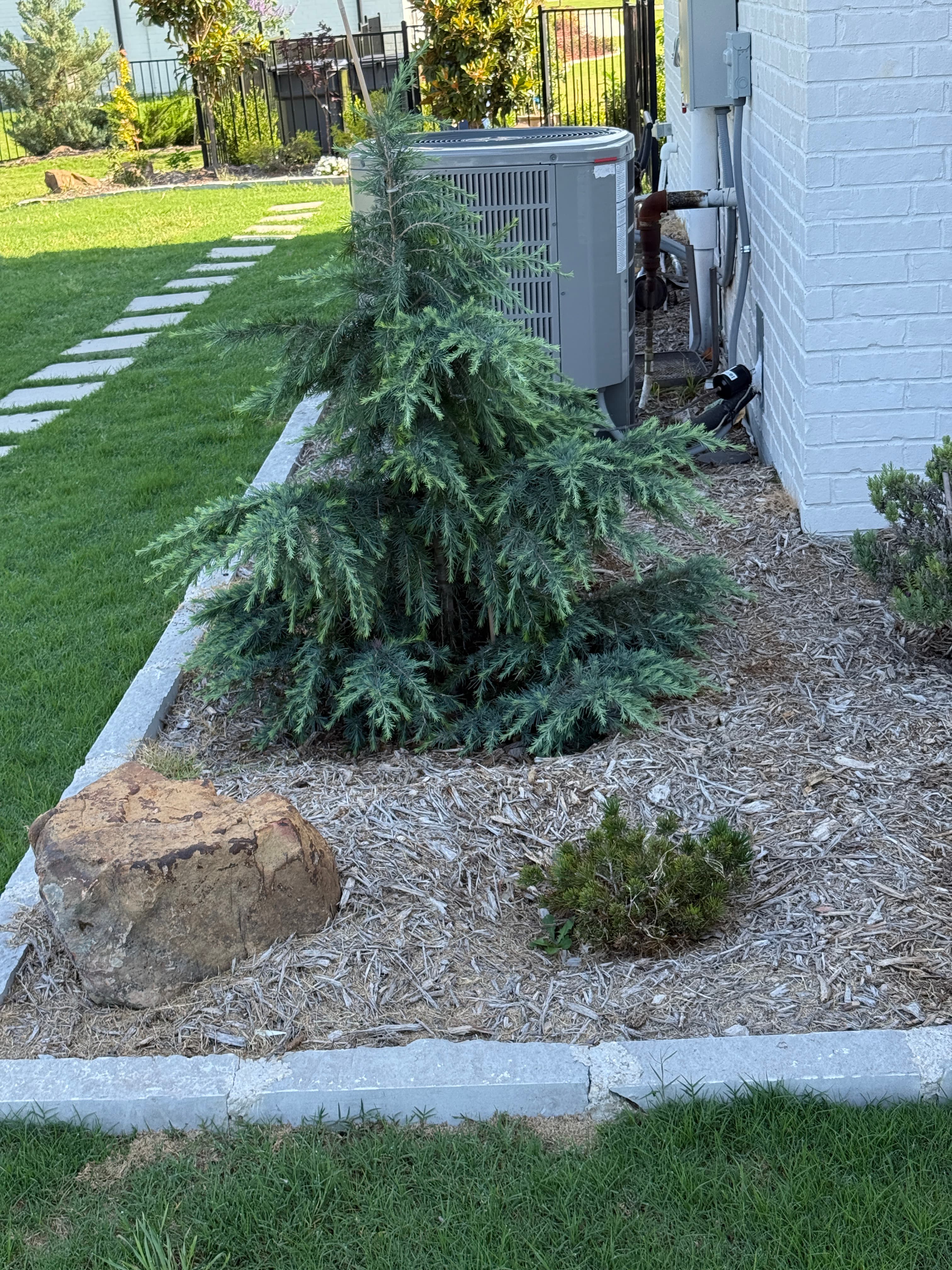 Cedrus Deodara Divinely Blue