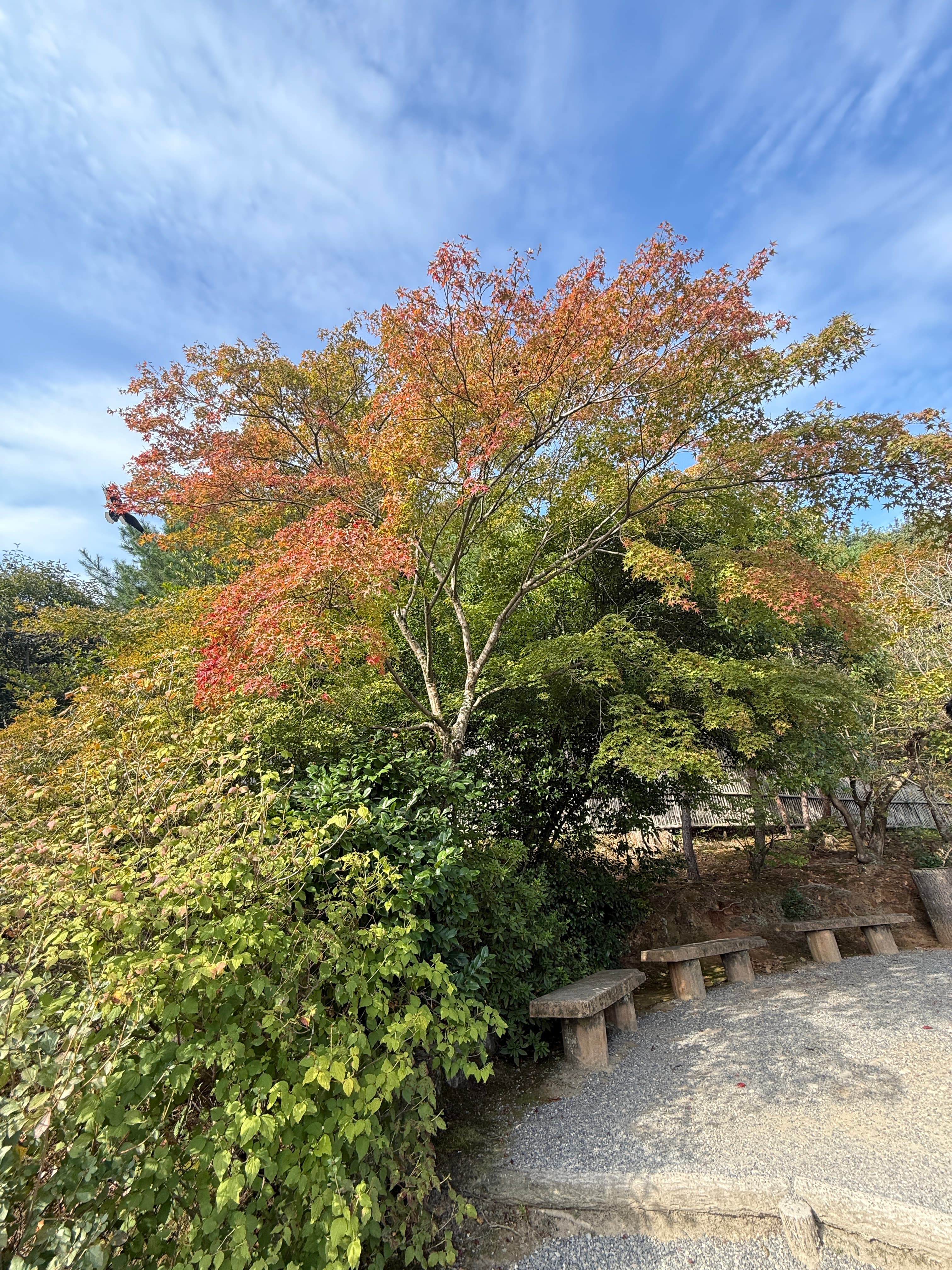 Before pruning — overgrown maple branch