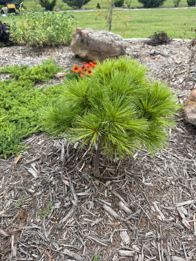Pinus Strobus Merrimack